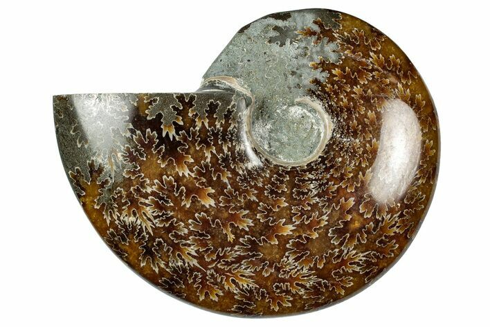 Polished Ammonite (Cleoniceras) Fossil - Madagascar #348481